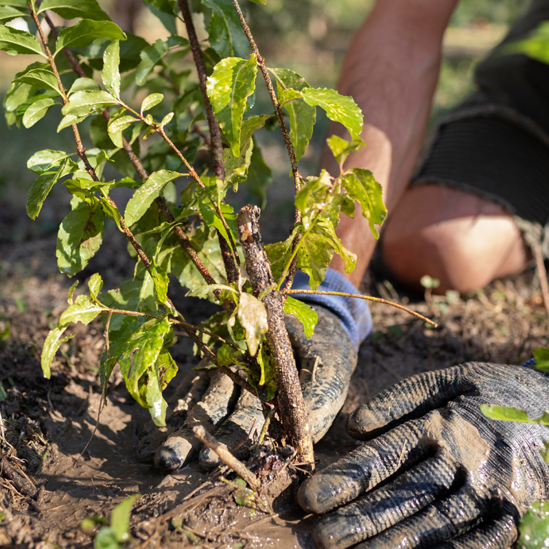 Wir sind der erfahrene Spezialist für Gartengestaltung, Garten-Landschaftsbau im Taunus, Westerwald, Rhein-Hessen, Hunsrück und Eifel Neuwied Wiesbaden Gießen Limburg Mainz Bonn Cochem Mayen Montabaur Idstein Nastätten Frankfurt am Main Bad Ems Westerburg Bad Homburg Wir sind der erfahrene Spezialist für Gartengestaltung, Garten-Landschaftsbau im Taunus, Westerwald, Rhein-Hessen, Hunsrück und Eifel Neuwied Wiesbaden Gießen Limburg Mainz Bonn Cochem Mayen Montabaur Idstein Nastätten Frankfurt am Main Bad Ems Westerburg Bad Homburg